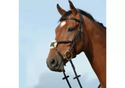 Collegiate Syntovia+ Padded Raised Figure 8 Bridle