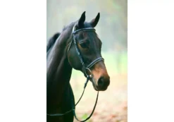Henri De Rivel Collection Padded Dressage Bridle