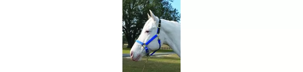 Hamilton Horse Halter With Leather Crown - Image 6