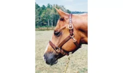 Tory Leather 1" Halter - Crown Buckle & Brass Hardware