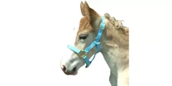 Foal Halter