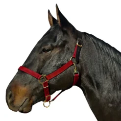 Leather Crown Breakaway Weanling Halter