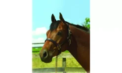 Perris Leather Collection 1in Leather Show Halter