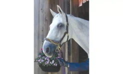 Nunn Finer Leather Lead With Chain