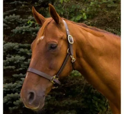 Henri De Rivel Advantage Leather Halter