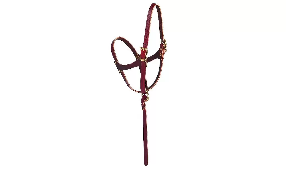 Weaver Figure 8 Foal Halter