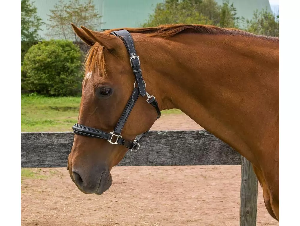 Henri De Rivel Stress Free Halter