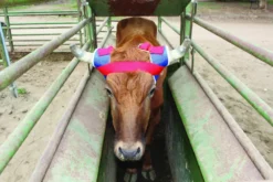 Professionals Choice Horn Wrap