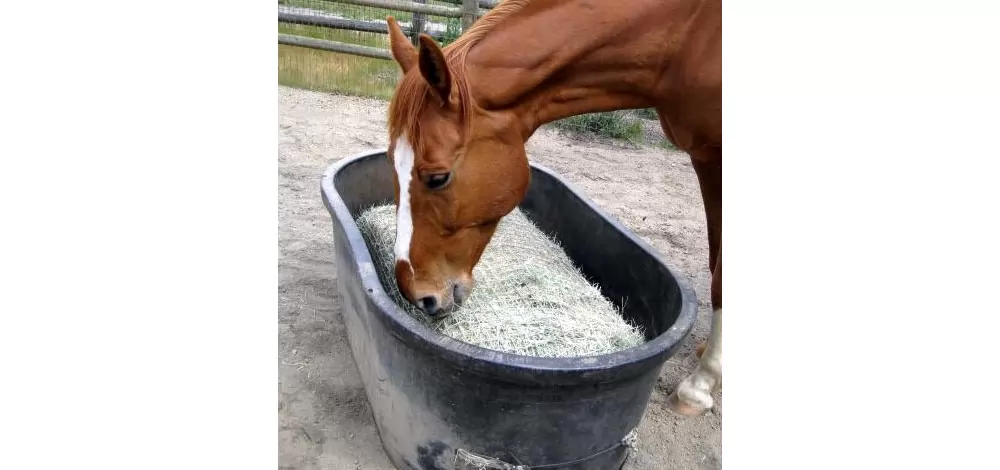 Freedom Feeder Full Bale Net/3 String Bale - Image 3