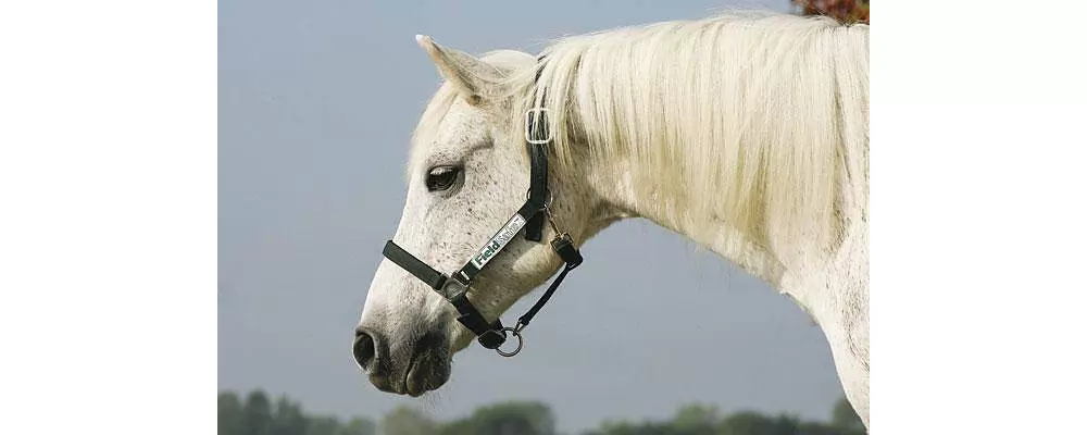 Rambo Fieldsafe Halter