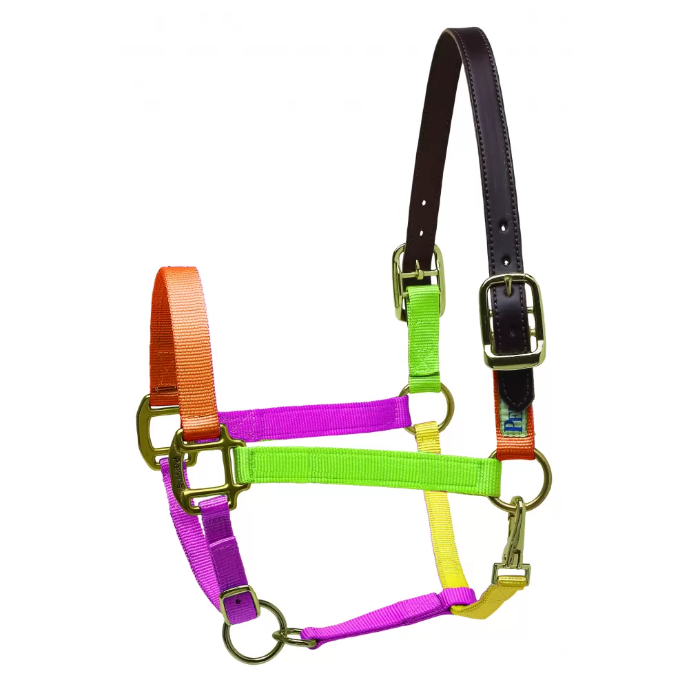 Perris Premium Nylon Safety Halter - Image 14