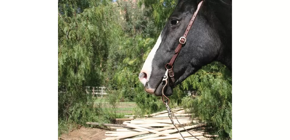 Professionals Choice Bob Avila Signature Shank With Mouthpiece Bit - Image 2